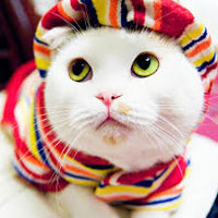Кошачьи укусы опасны? Кошачьи укусы опасны?